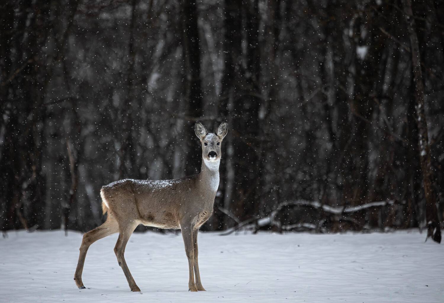 , Веревченко Михаил