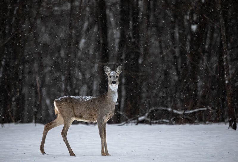 В холодном лесу...  фото превью