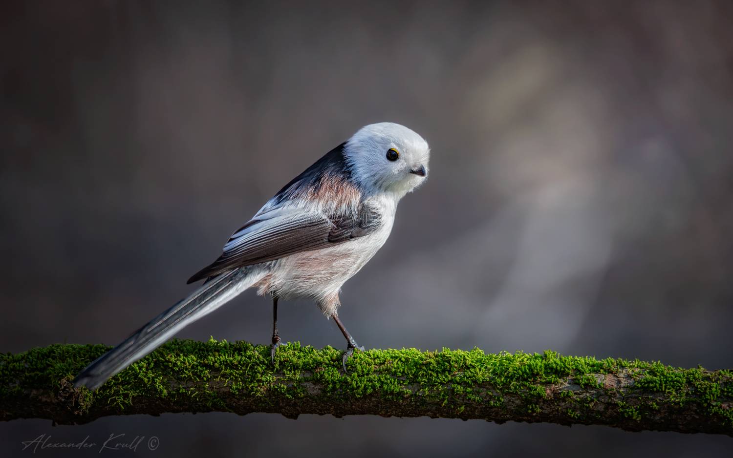 синица, длиннохвостая синица, ополовник, aegithalos caudatus caudatus, Круль Александр