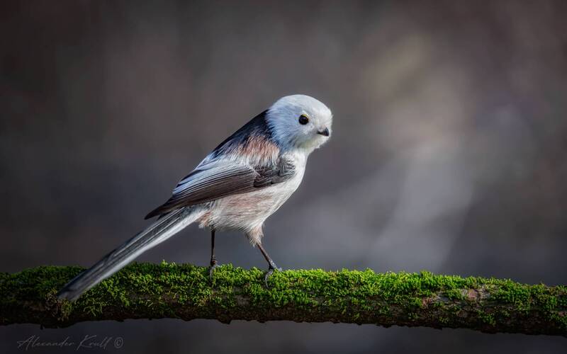 синица, длиннохвостая синица, ополовник, aegithalos caudatus caudatus Оглянуться... фото превью
