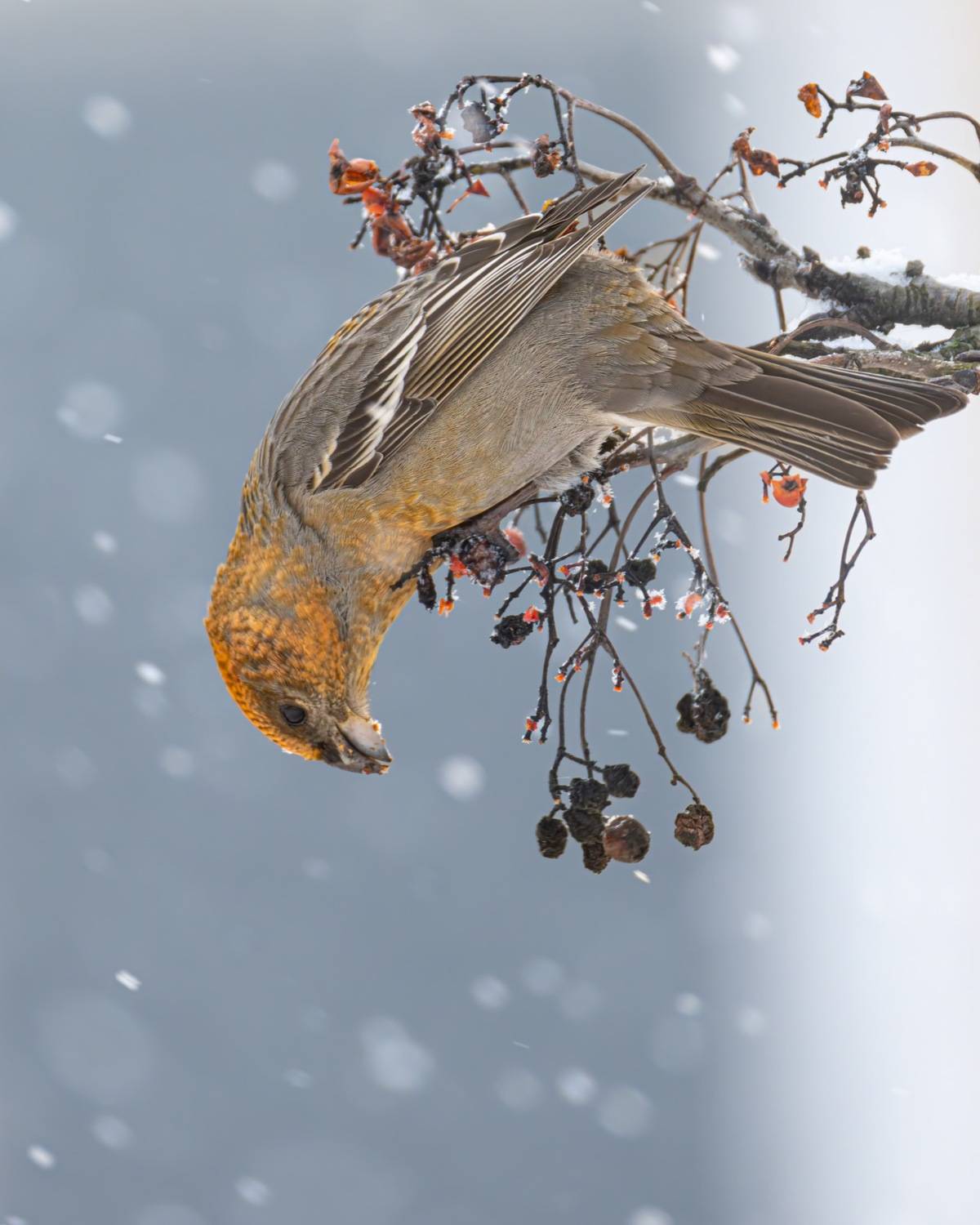птицы, щур, Ruslan Pl