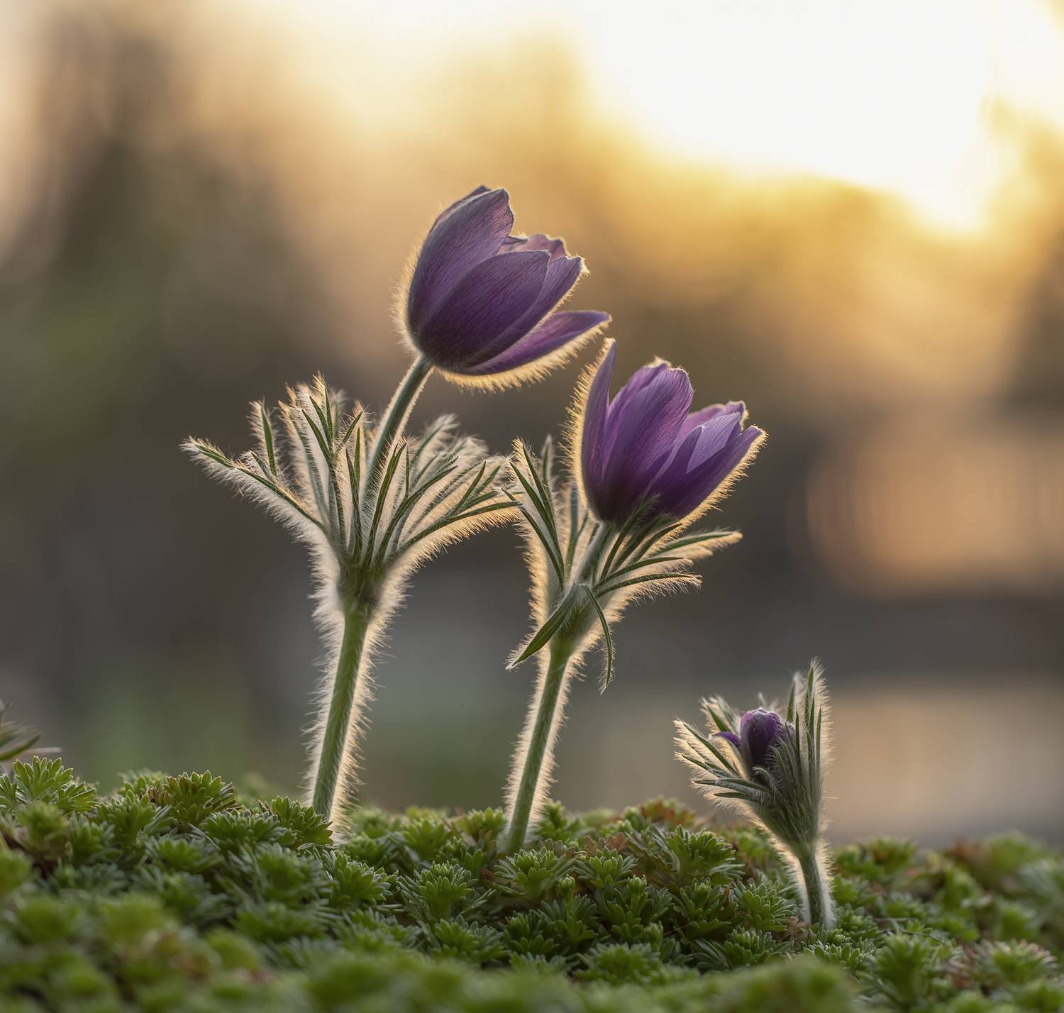 весна, прострел, прострелы, Татьяна Феденкова