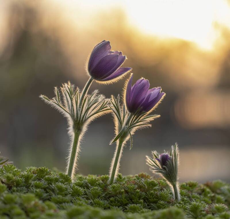 весна, прострел, прострелы Весна для троих) фото превью