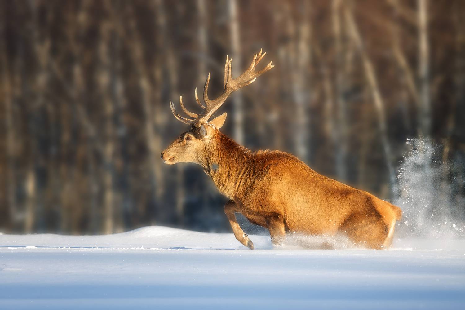 , Морозов Сергей
