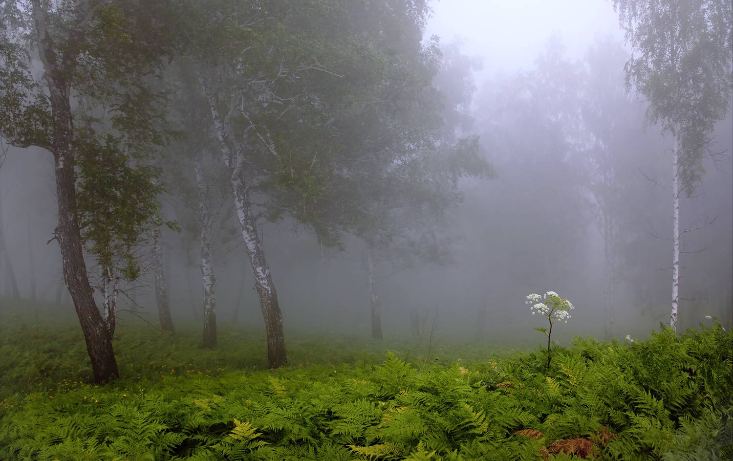 , Хахлов Алексей