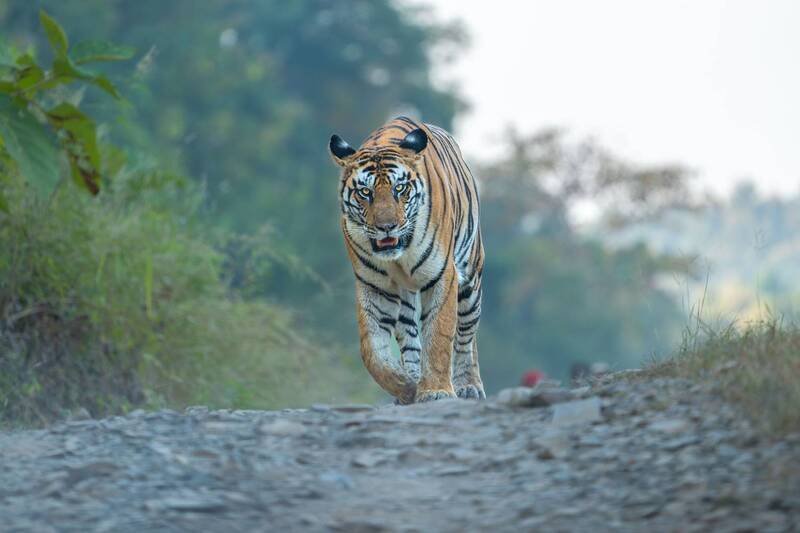 wildlife, macro, birds, tiger, snake, wildlife photography Akshay Bhandari фото превью