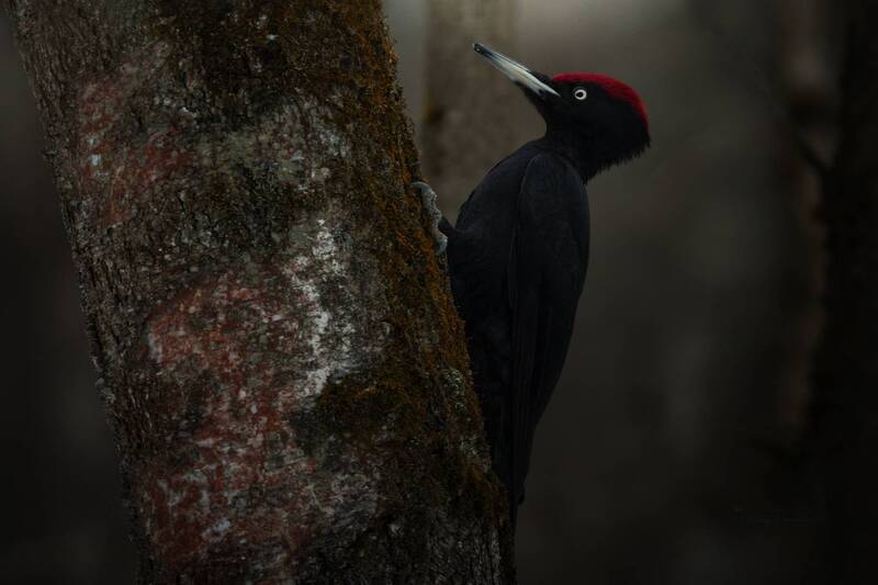 Грозный парень фото превью