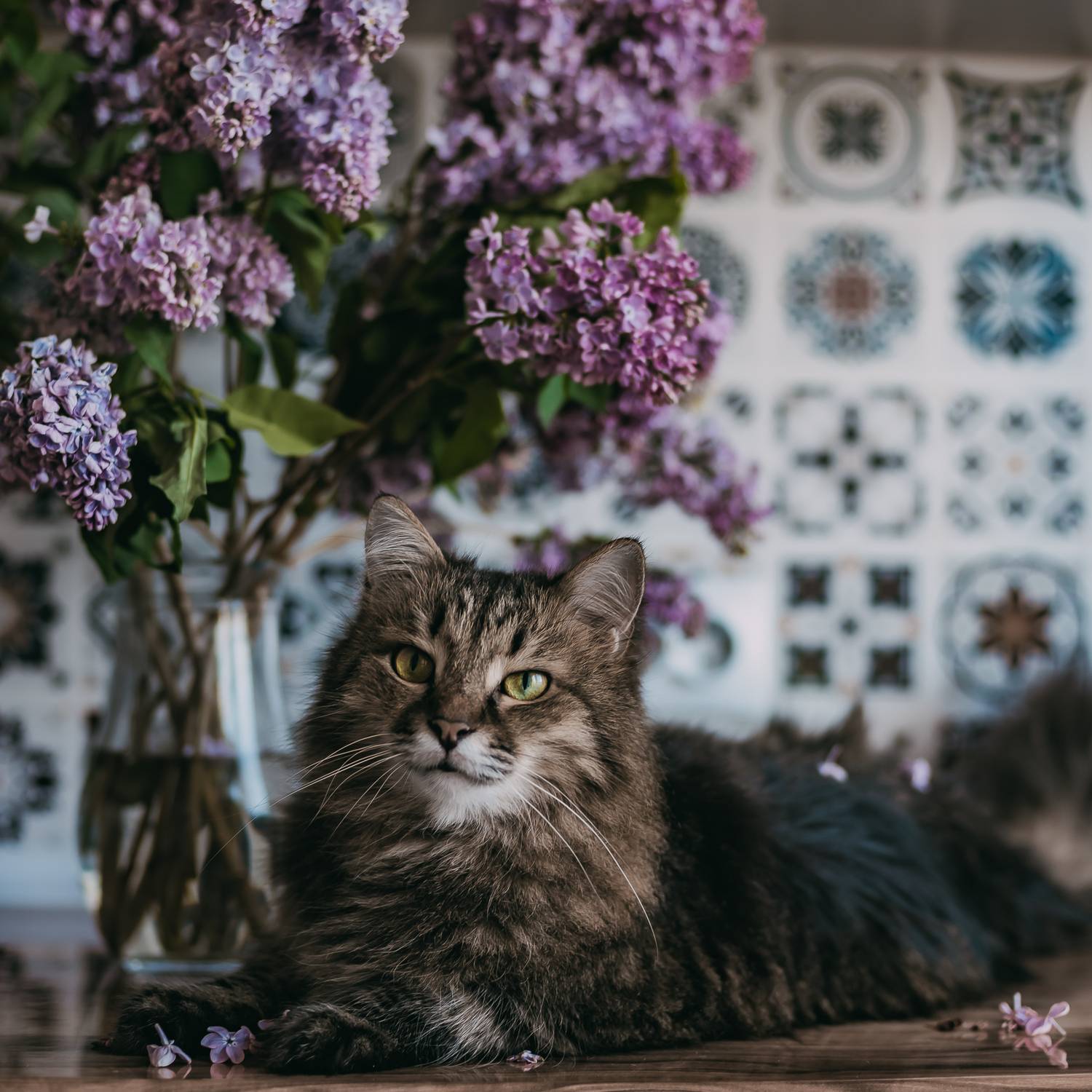 , Дарья Шевченко