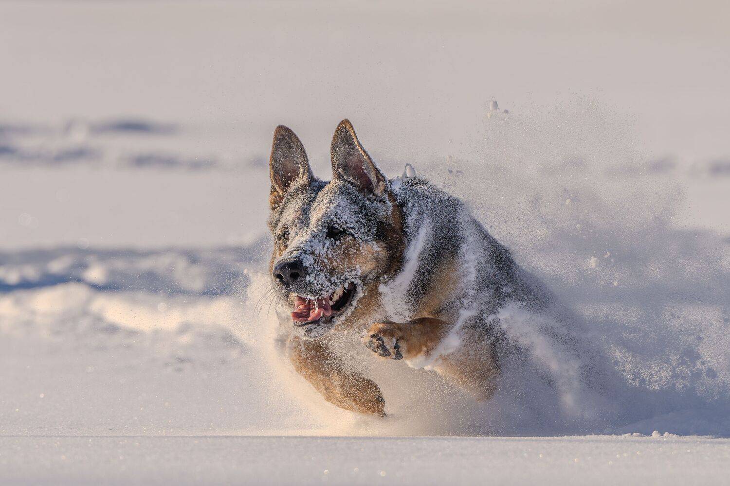 , Сергей Жиркевич