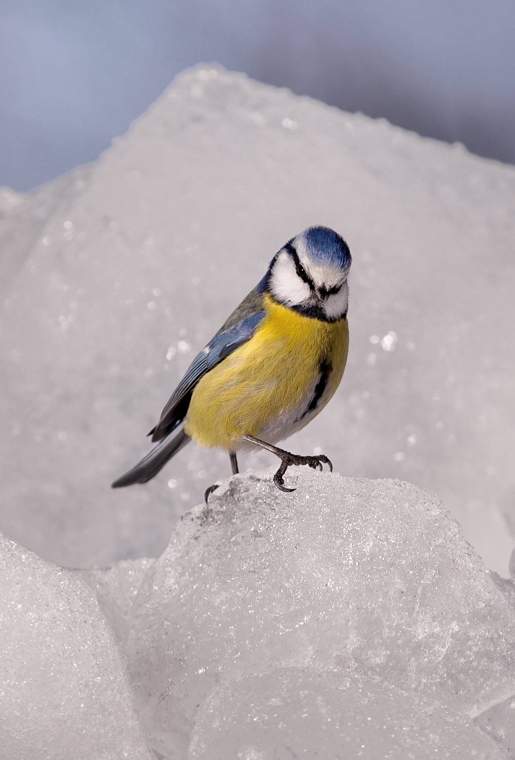 , Баранов Олег