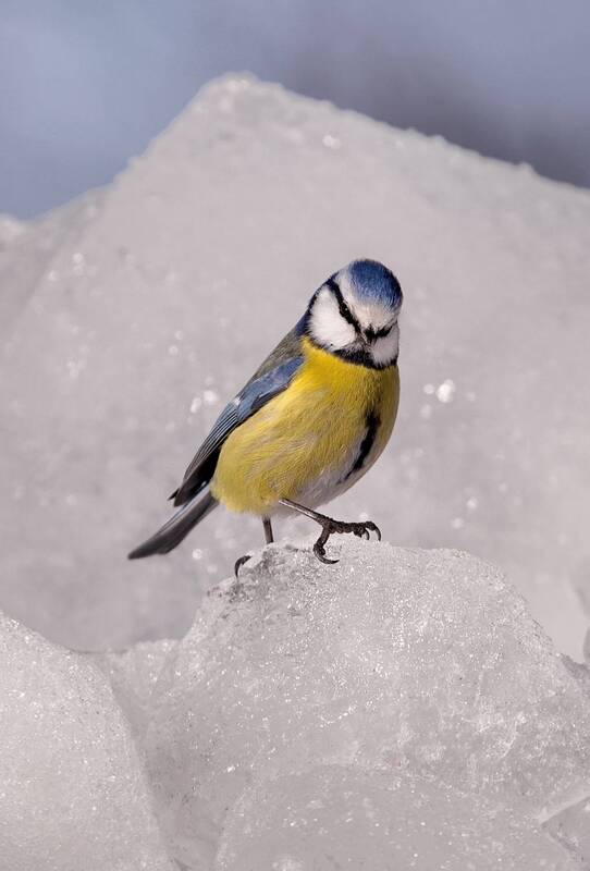 *** фото превью