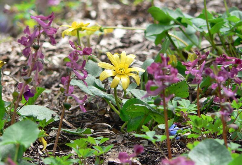 С 8 марта! фото превью