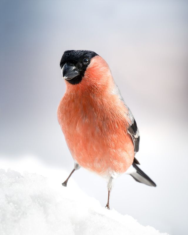 снегирь, птицы, фотоохота Портрет снегиря фото превью