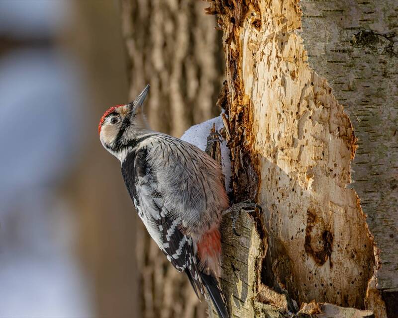 белоспинный дятел, дятел, птицы Белоспинный дятел фото превью