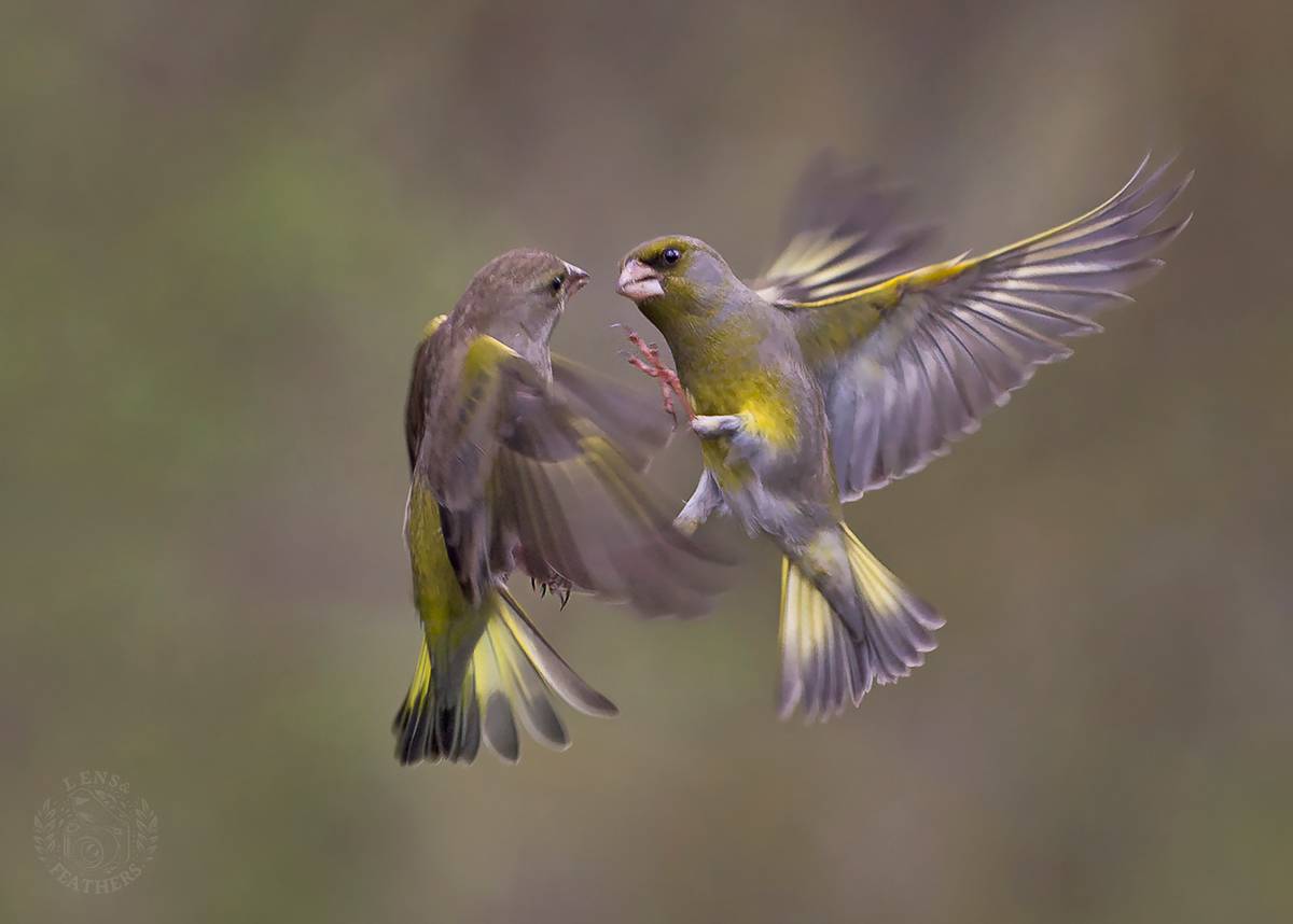 , Евгени Стефанов