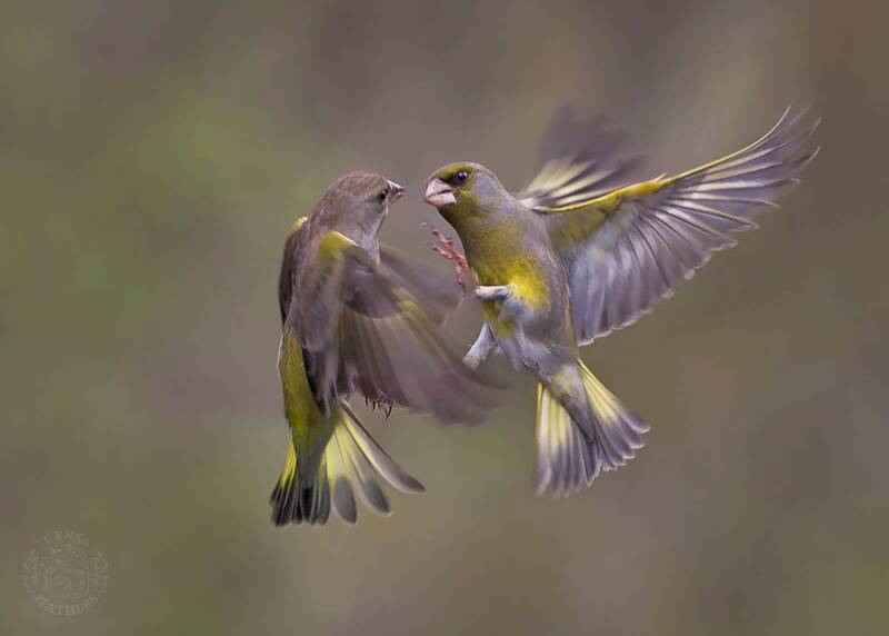 Lens and Feathers фото превью