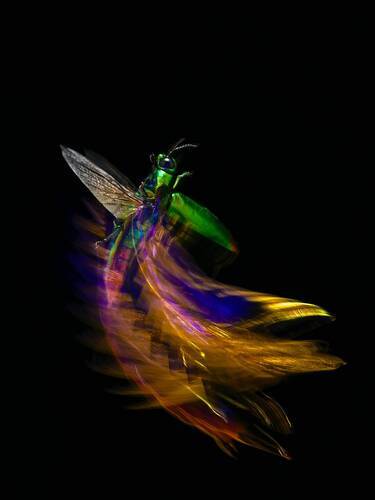 fly to heaven