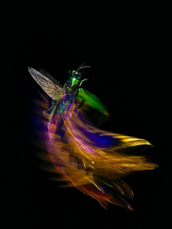 samberlilin, macro, macrophotography, motionblur, freezing, color fly to heaven фото превью