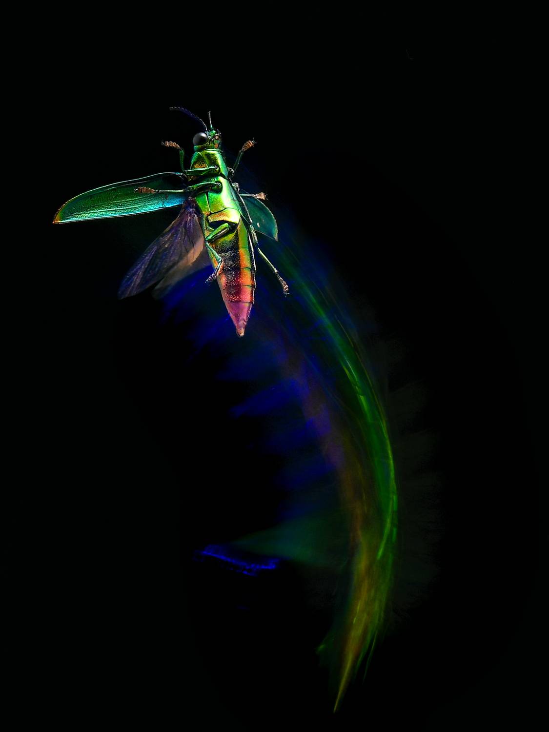 samberlili, macro, macrophotography, motionblur, colorfreezing, Deniard