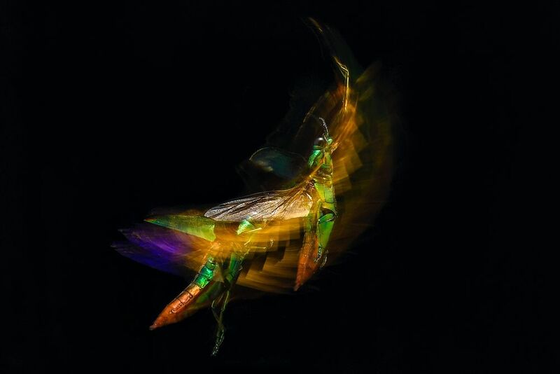 samberlilin, macro, macrophotography, motionblur, color, freezing aurora from insects фото превью