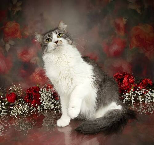 Cats Spring Time.Поздравляем Всех Женщин С Праздником 8 Марта!