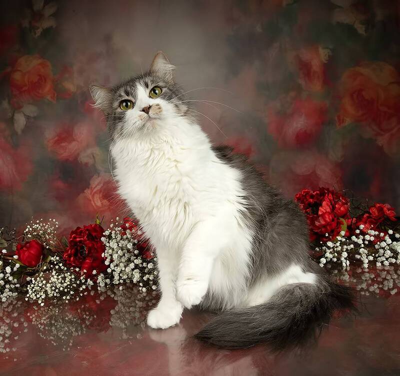 cat, кошка, кот, домашнии питомцы, маркиз, матильда, салли, весна, spring, ragdoll cat, american shorthair cat, studio Cats Spring Time.Поздравляем Всех Женщин С Праздником 8 Марта! фото превью