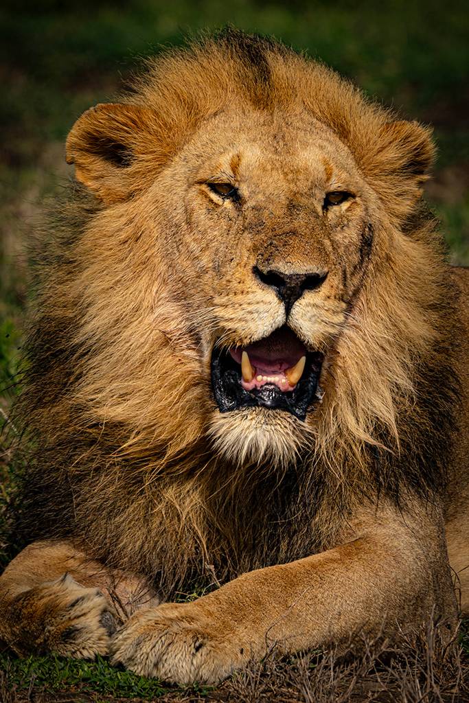 , Антипов Игорь