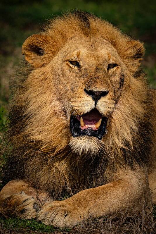 Портрет молодого льва фото превью