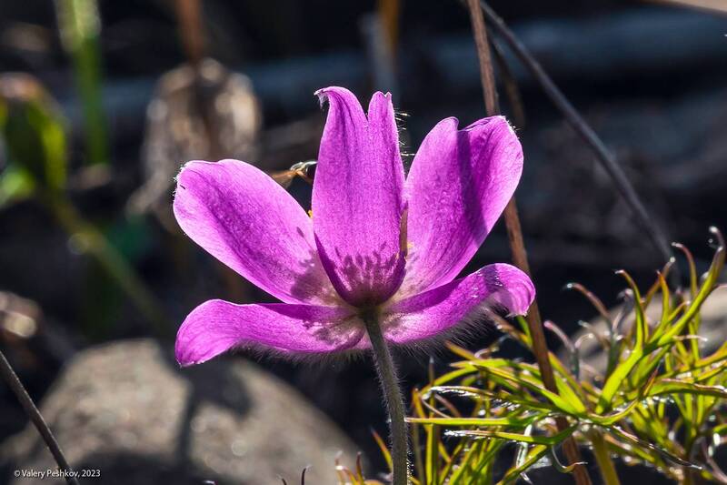 плато путорана, таймыр, цветы, 8 марта, заполярье, курейка, яктали Заполярные цветы к 8 марта! фото превью