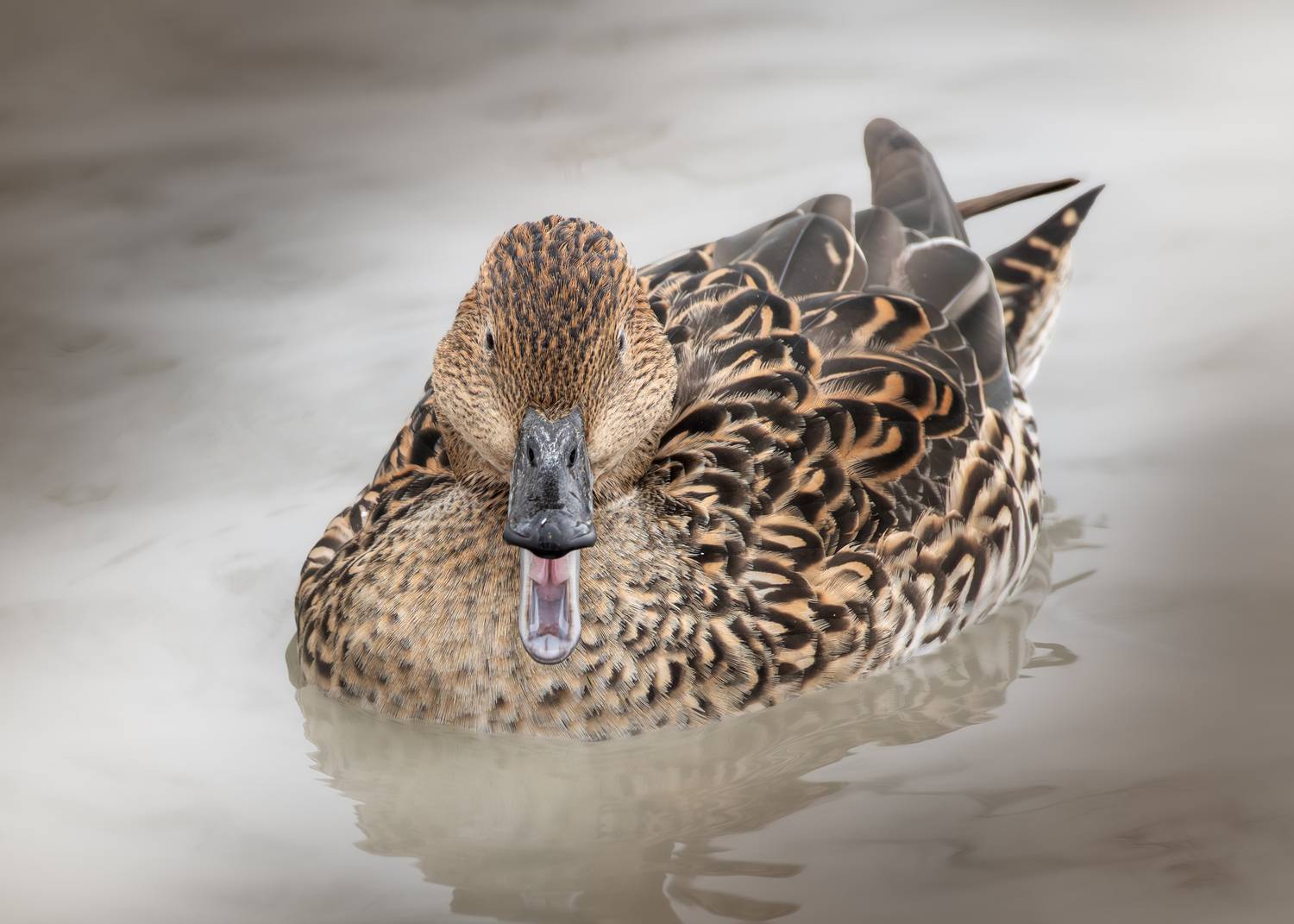 , Полина Шальнева