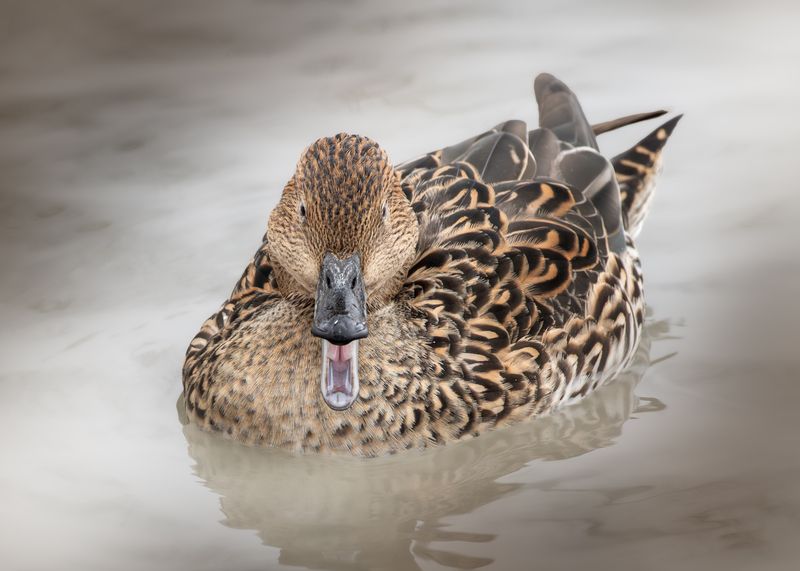 Шилохвость  фото превью