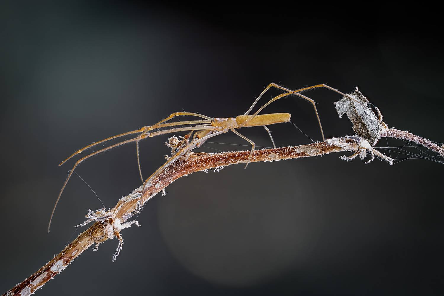 паук, Alexsandr Grigoriev