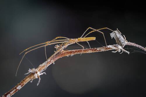 Паук.Tetragnatha nitens.