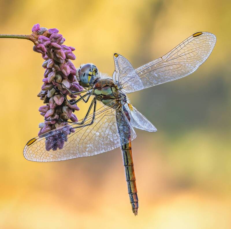 Стрекоза(Sympetrum fonscolombii).Dragonfly. фото превью