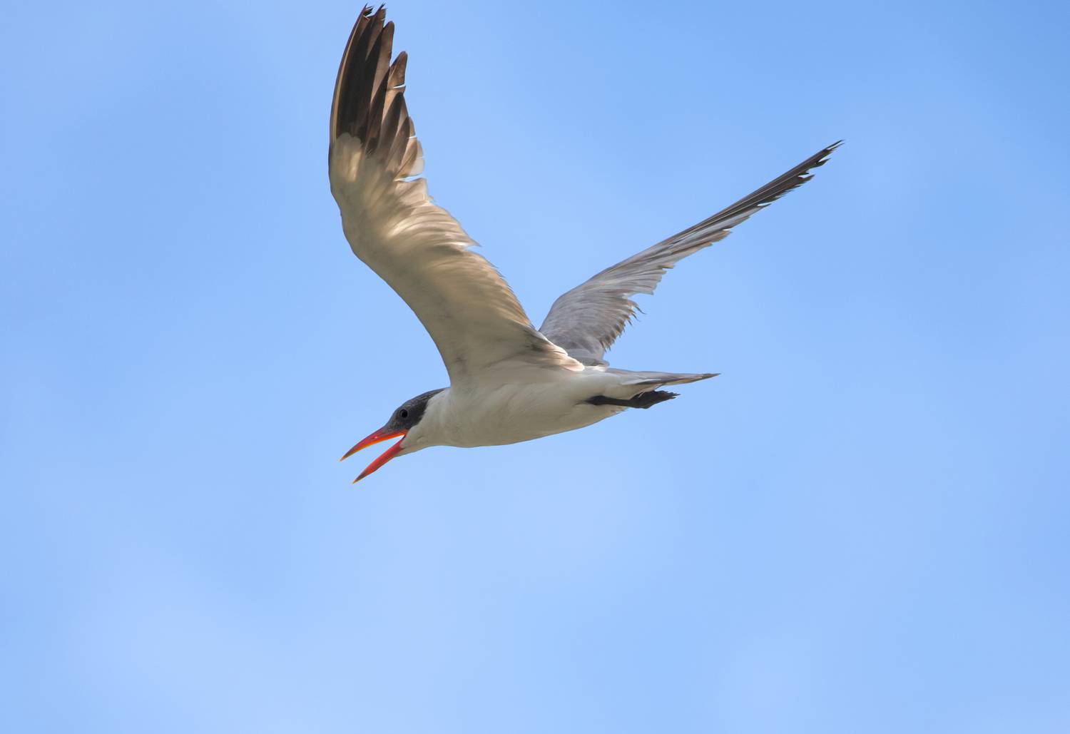 tern, gull, fly, sky, bird, wings., wild, prey, fish, nature, G N RAJA