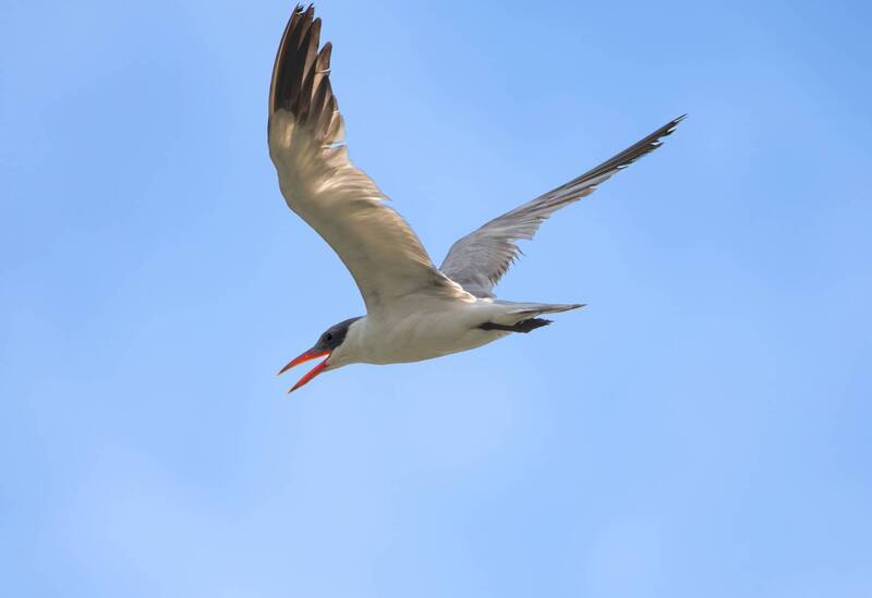 tern, gull, fly, sky, bird, wings., wild, prey, fish, nature Tern фото превью