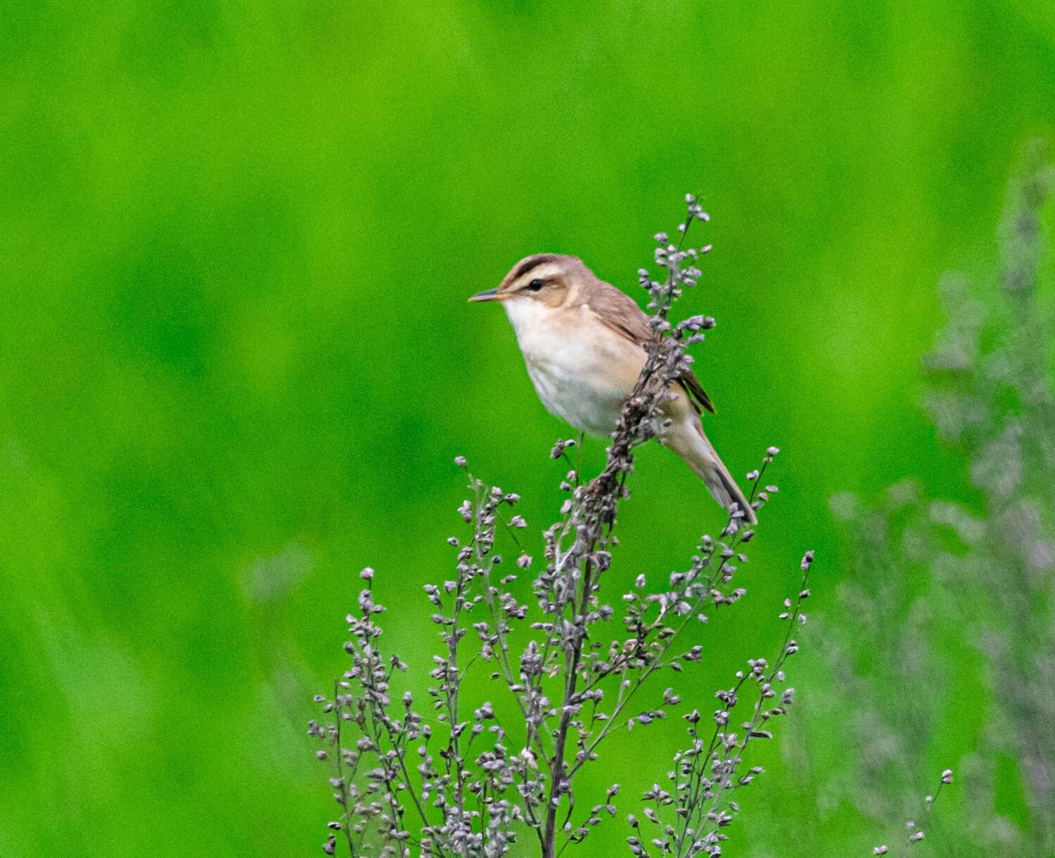 пестроголовая камышовка, птица, приморский край, станция угольная, камышовка, Савчук Сергей