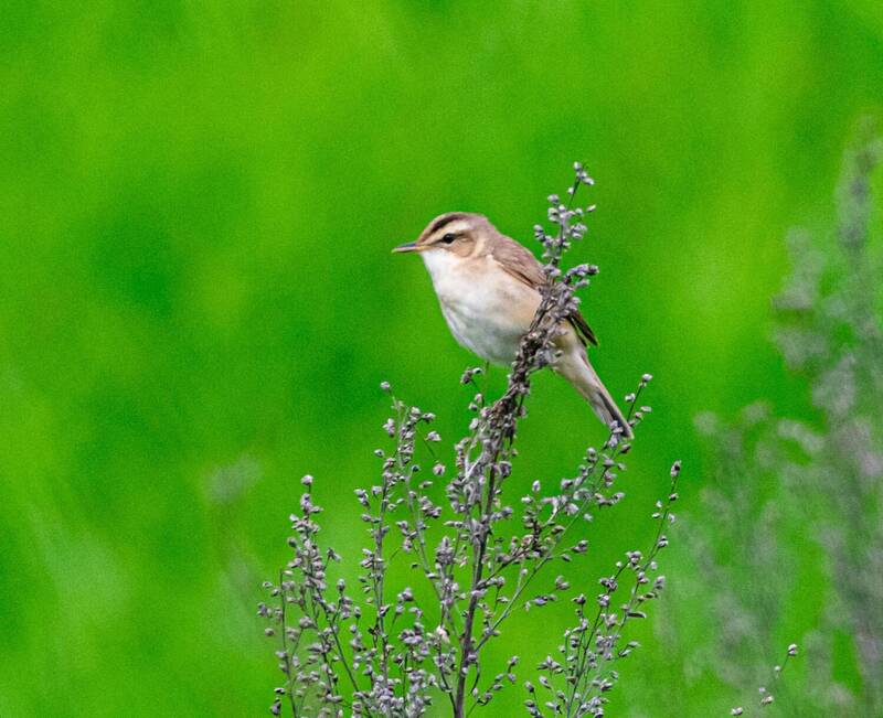 пестроголовая камышовка, птица, приморский край, станция угольная, камышовка Пестроголовая камышовка фото превью
