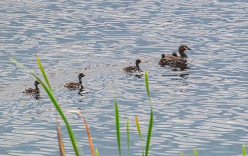 Малая поганка с птенцами