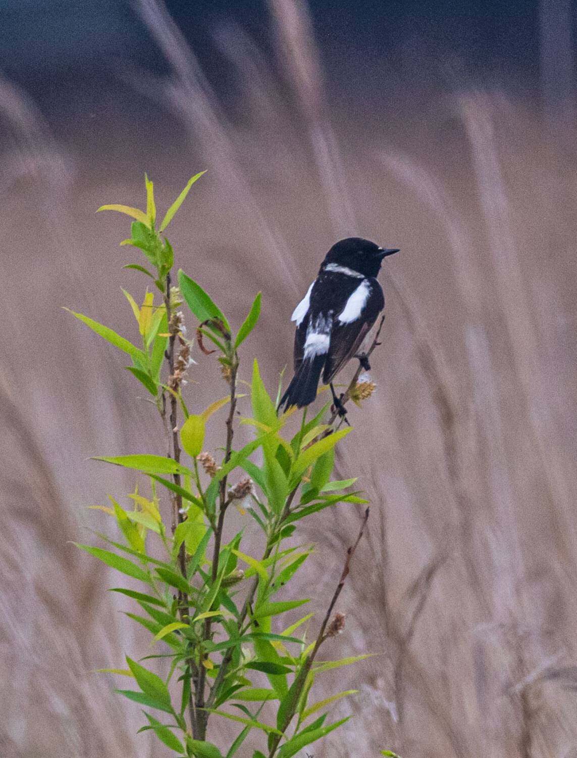 черноголовый чекан, птица, приморский край, станция угольная, Савчук Сергей