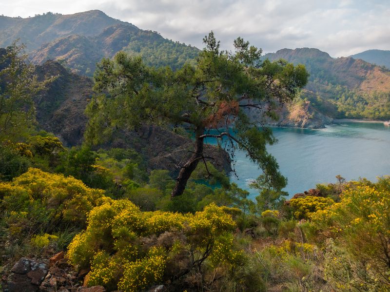Сосны побережья Антальи фото превью