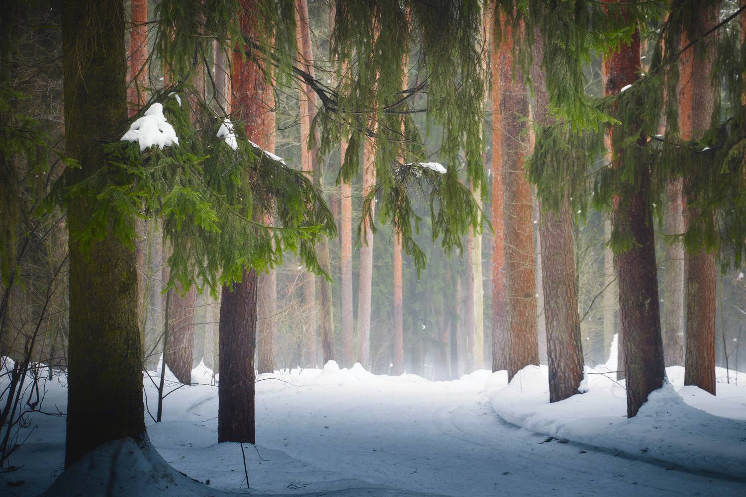 лес, зима, деревья, Валерий Вождаев