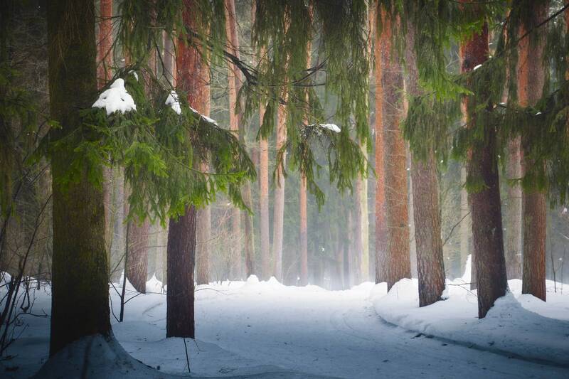 лес, зима, деревья В зимнем лесу фото превью