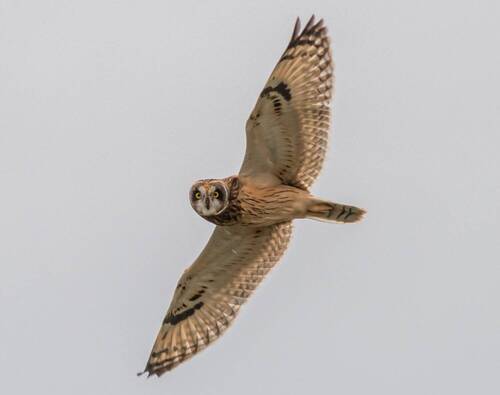 Болотная сова