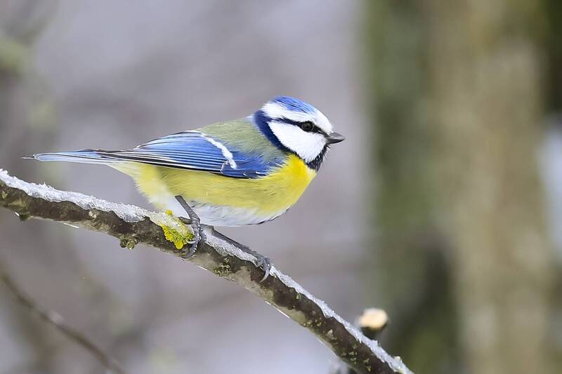 Лазоревки фото превью
