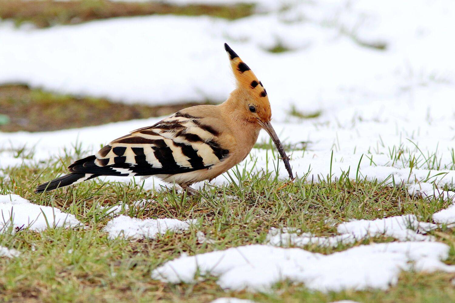 Удод, птицы поволжья, фотографы ульяновска, СФДП, Софронов Евгений, фотоохота, Евгений Софронов