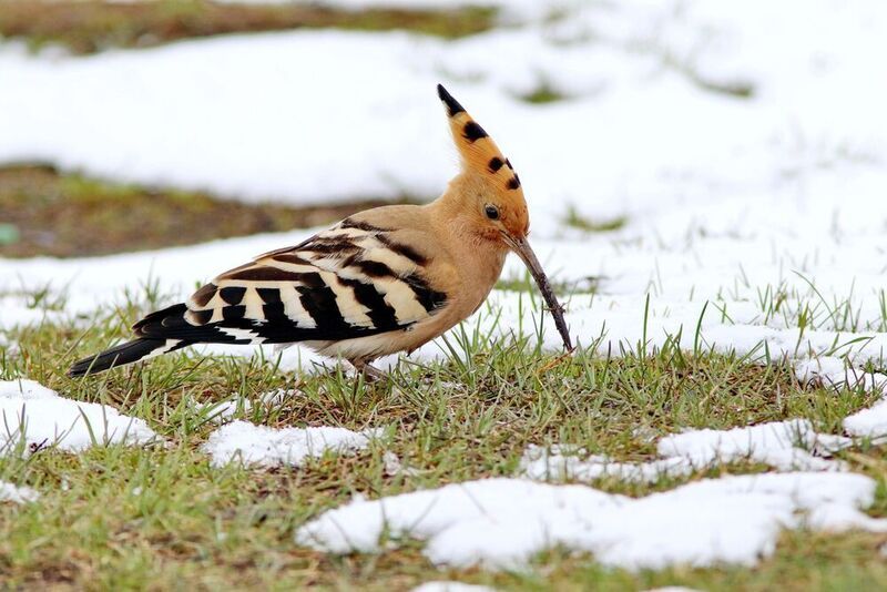Удод, птицы поволжья, фотографы ульяновска, СФДП, Софронов Евгений, фотоохота Длинноклювый и красивый,работящий, но трусливый. фото превью