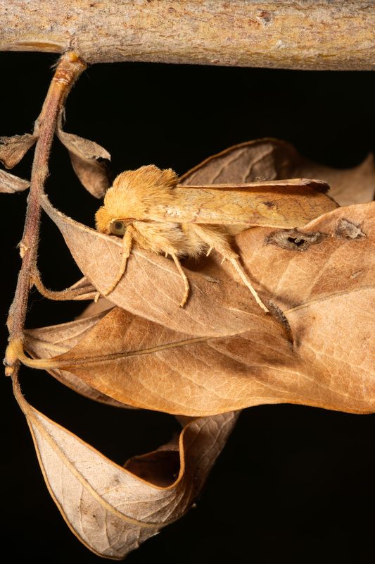 макро, насекомые, бабочка  фото превью