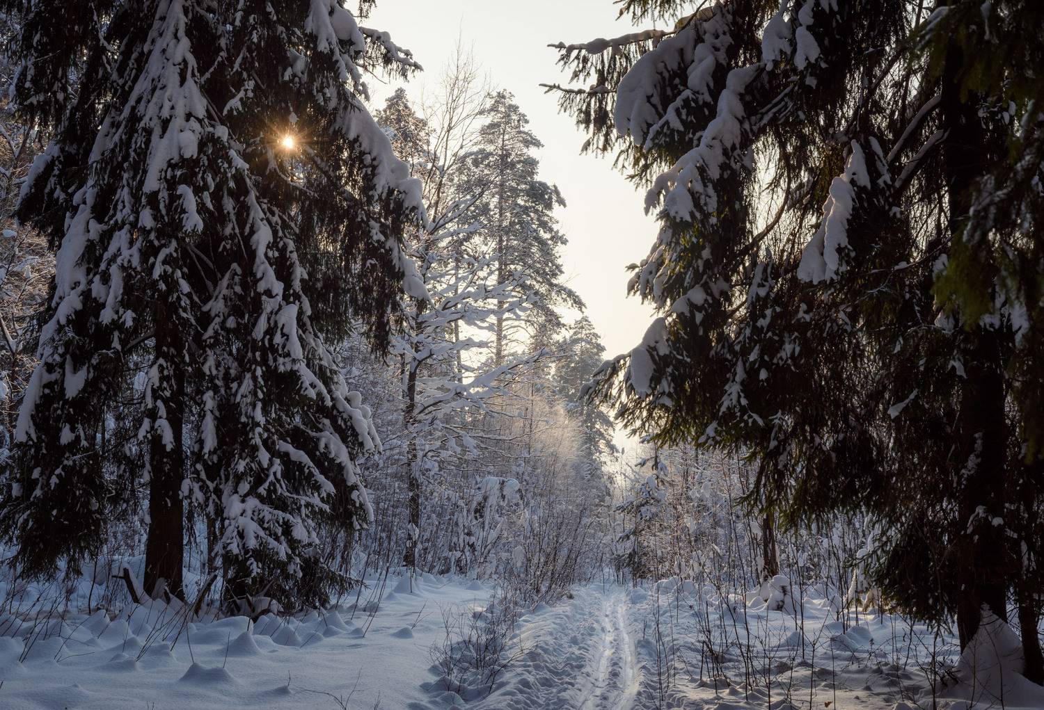 лес, зима, лыжня, снег, Сергей Студнев