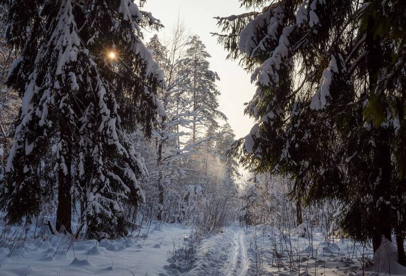 лес, зима, лыжня, снег Лыжня в зинем лесу фото превью
